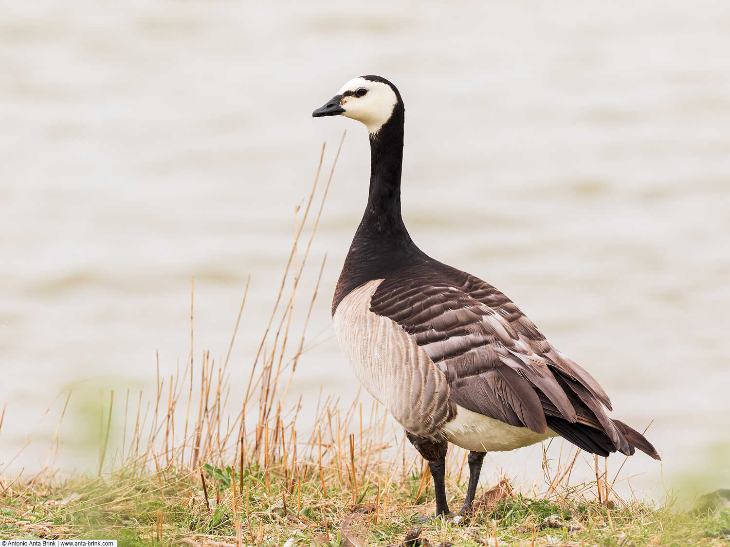 Barnacle goose, Branta leucopsis, Weisswangengans