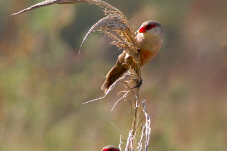 Common waxbill