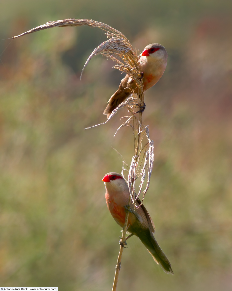 Common waxbill, Estrilda astrild, Wellenastrild 