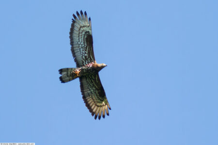 European honey buzzard