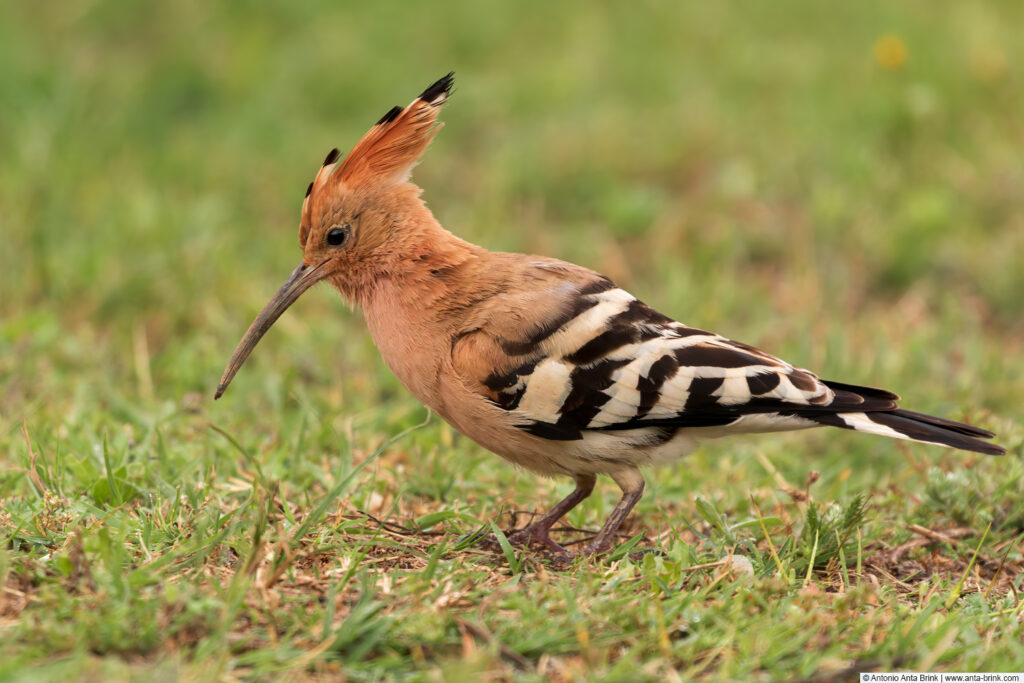 Wiedehopf - Upupa epops - Huppe fasciée - Common Hoopoe - Abubilla