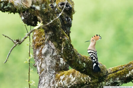 Eurasian hoopoe