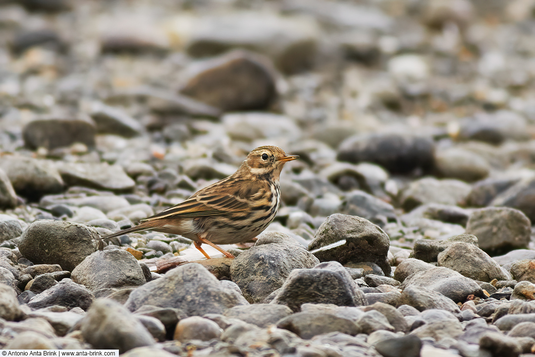 Meadow pipit, 
Anthus pratensis, Wiesenpieper, 