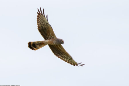 Montagu’s harrier