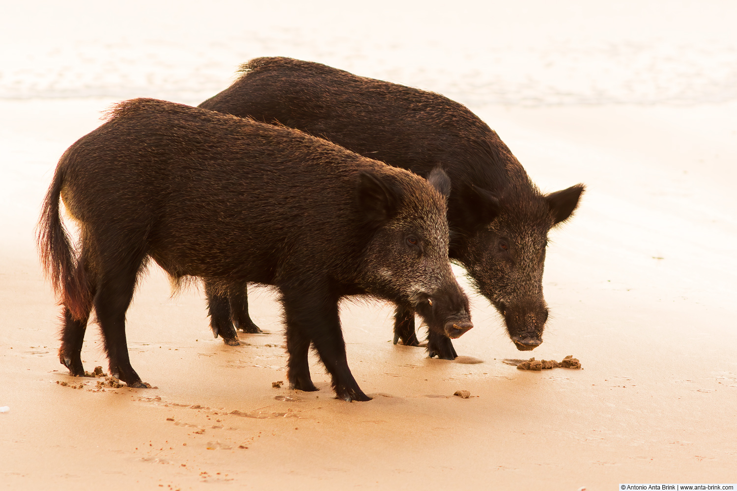 Wild boar, Sus scrofa, Wildschwein