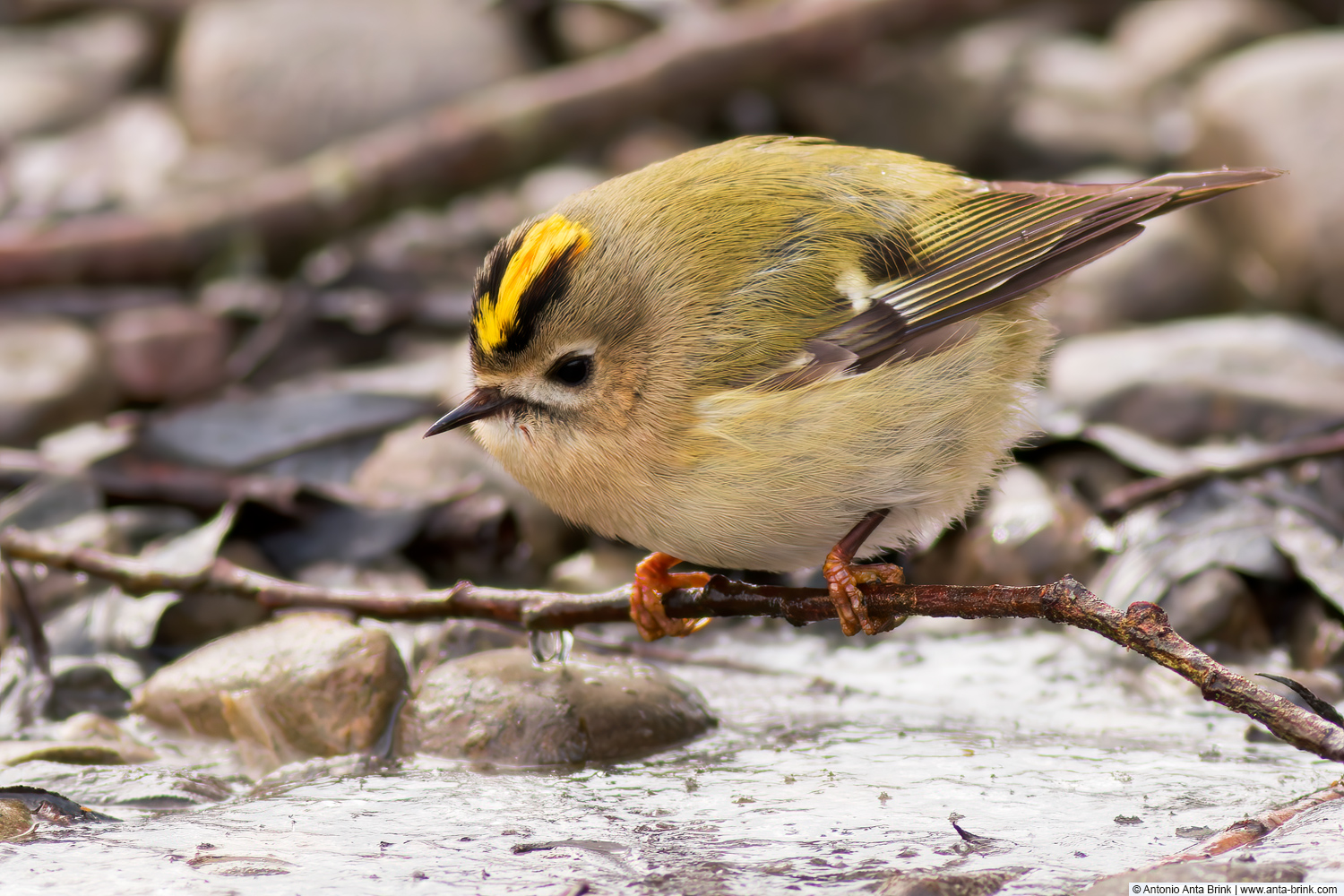 Goldcrest, Regulus regulus, Wintergoldhähnchen 