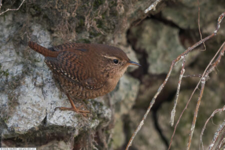 Eurasian wren