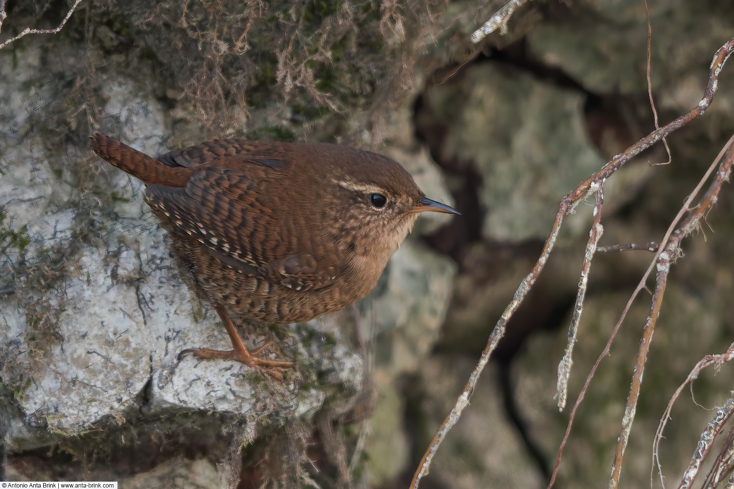 Eurasian wren, Troglodytes troglodytes, Zaunkönig