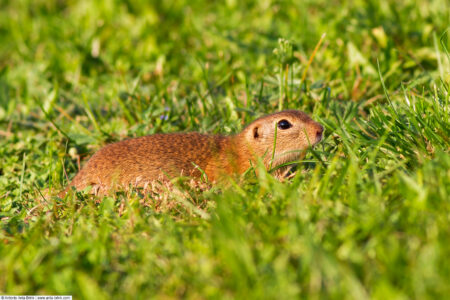 European ground squirrel