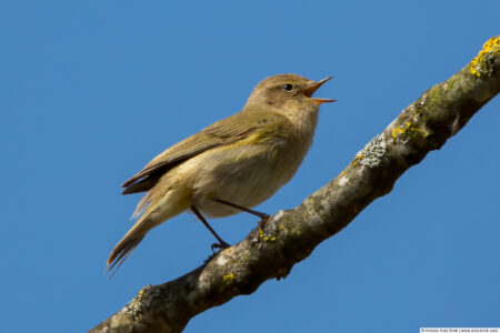 Common chiffchaff