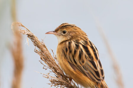 Zitting cisticola