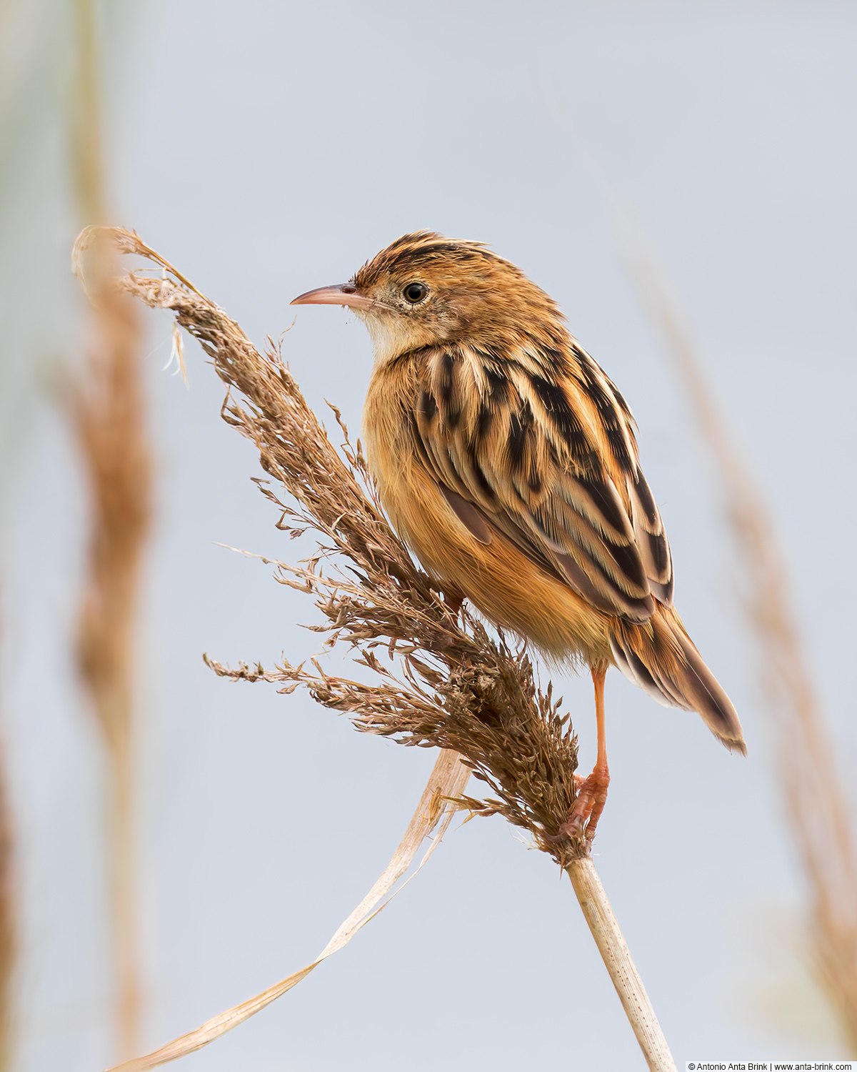 Zitting cisticola, Cisticola juncidis, Zistensänger