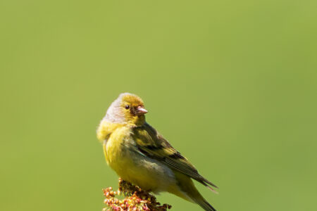 Citril finch