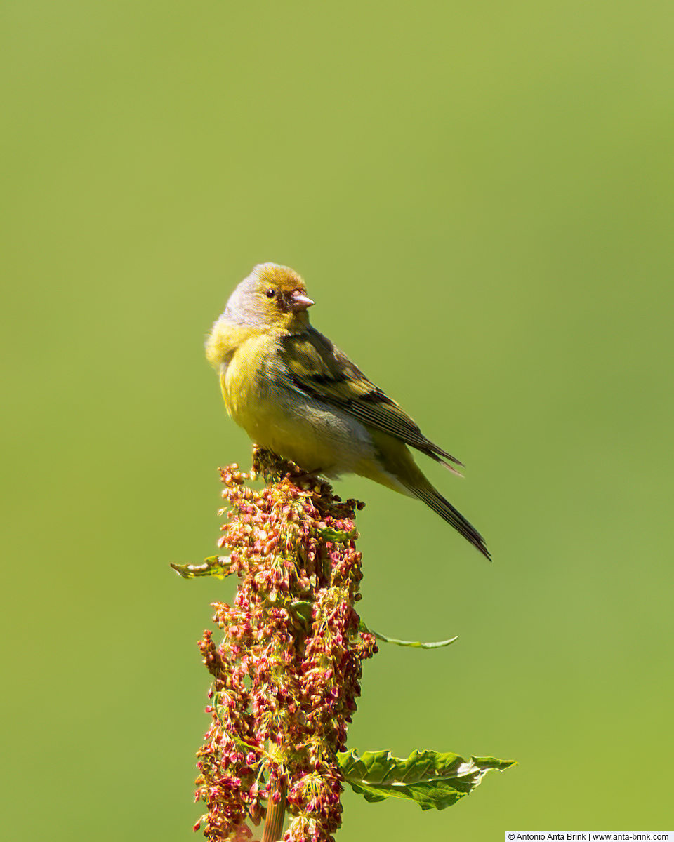 Citril finch, Carduelis citrinella, Zitronenzeisig 