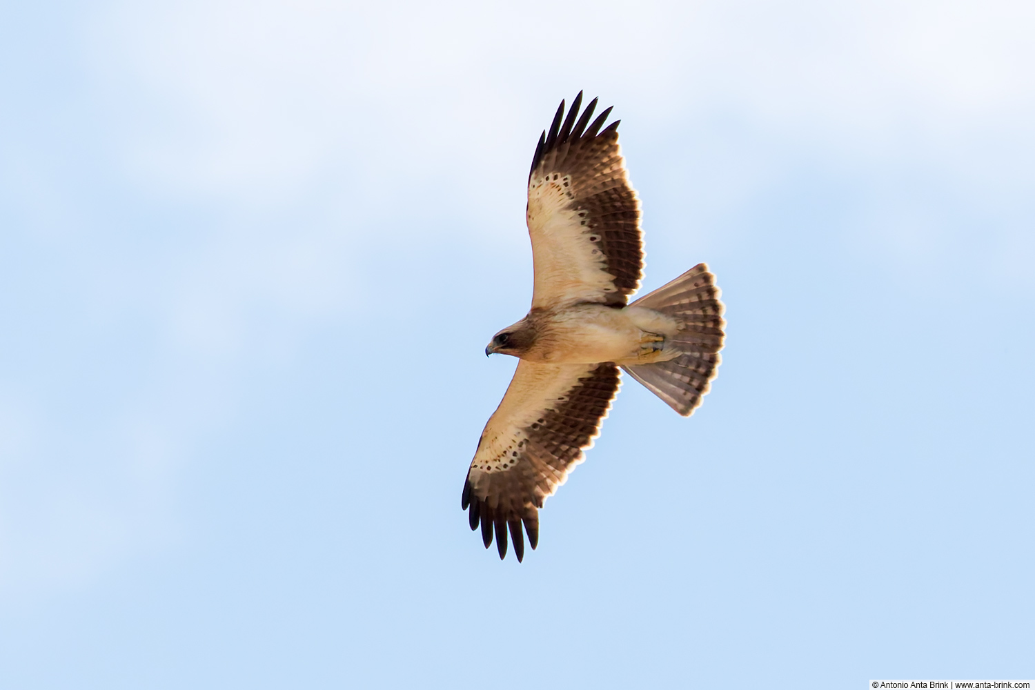 Booted eagle, Hieraaetus pennatus, Zwergadler