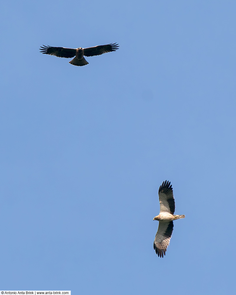 Booted eagle, Hieraaetus pennatus, Zwergadler