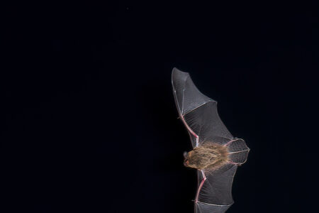 Common pipistrelle