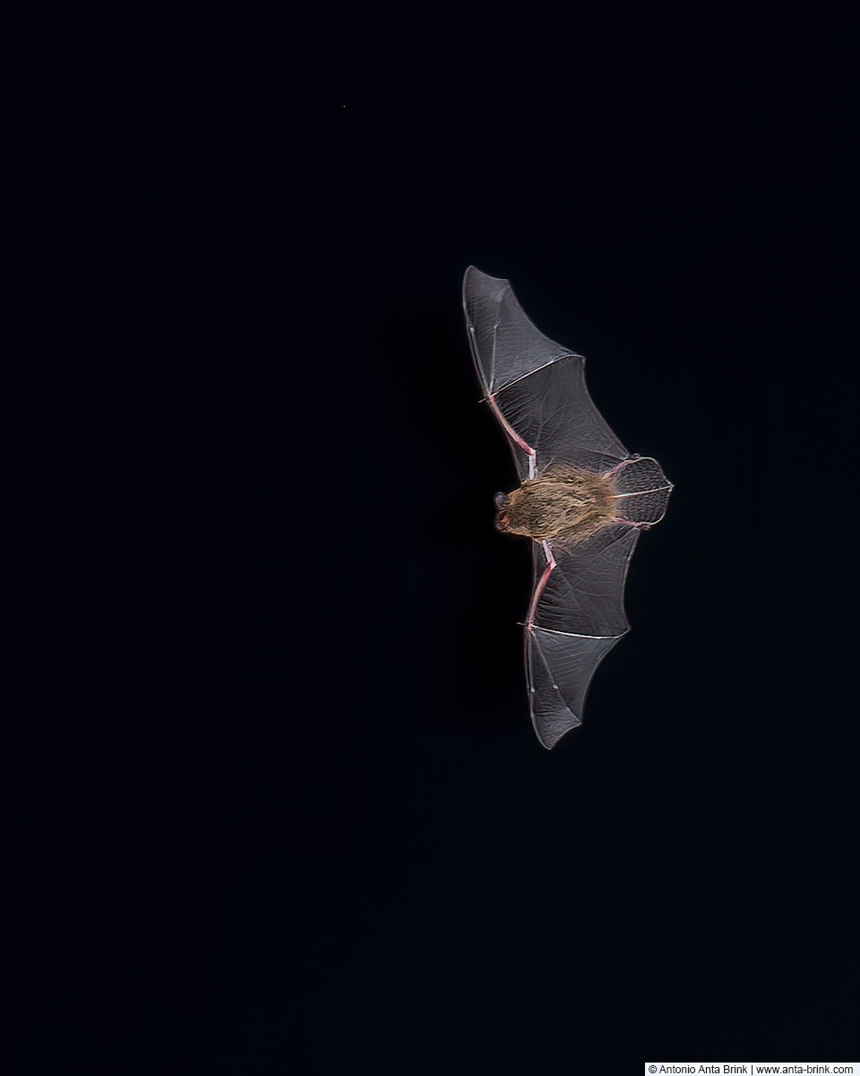 Common pipistrelle, Pipistrellus pipistrellus, Zwergfledermaus