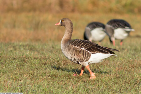 Lesser white-fronted goose