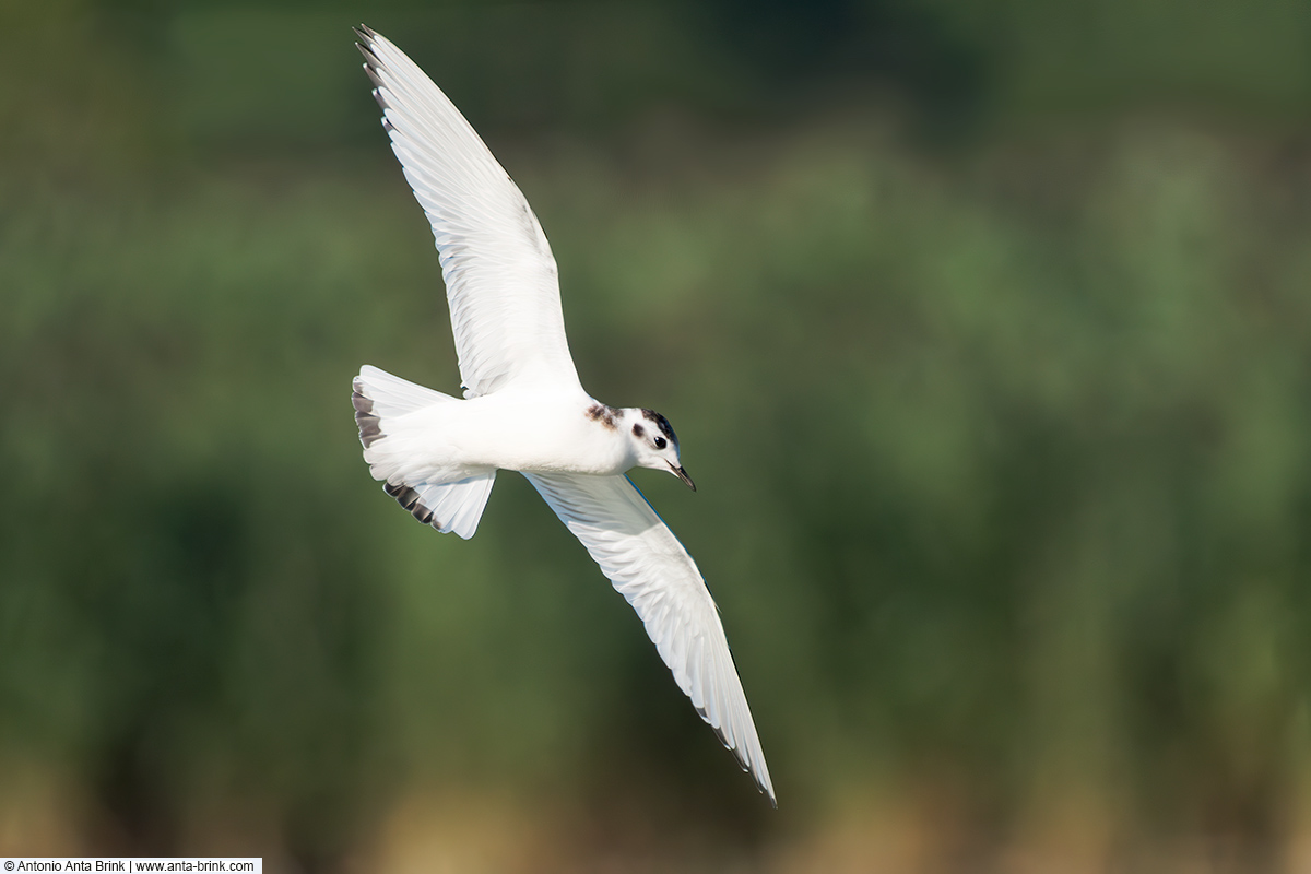 Little gull, Hydrocoloeus minutus, Zwergmöwe