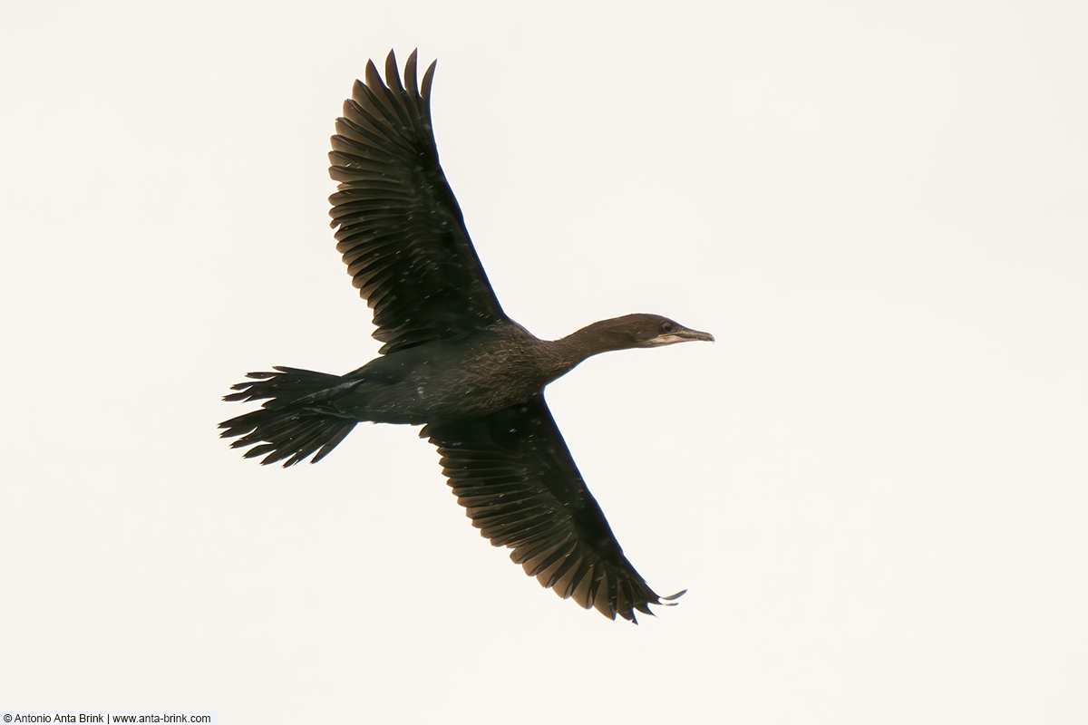 Pygmy cormorant, Microcarbo pygmaeus, Zwergscharbe