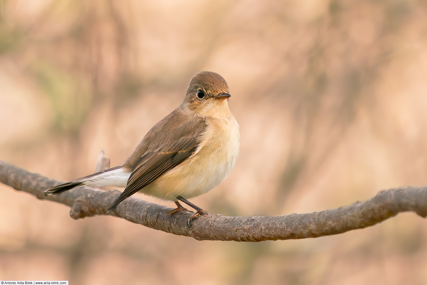 Red-breasted flycatcher, Ficedula parva, Zwergschnäpper