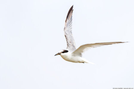 Little tern