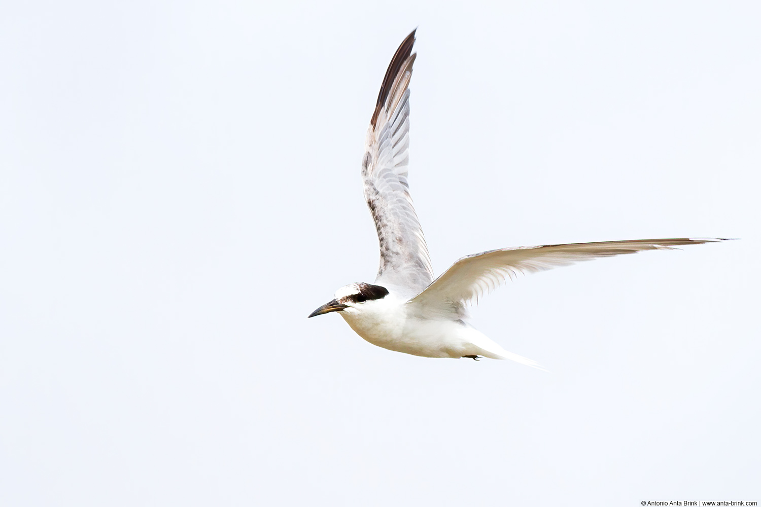 Little tern, Sternula albifrons, Zwergseeschwalbe