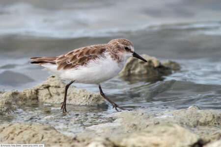 Little stint