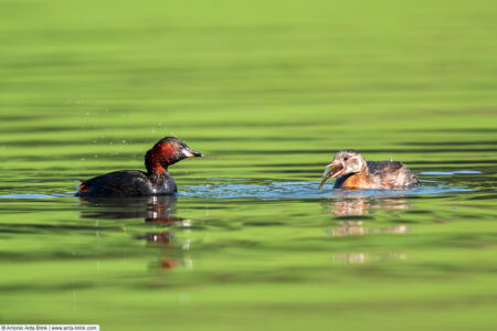 Little grebe