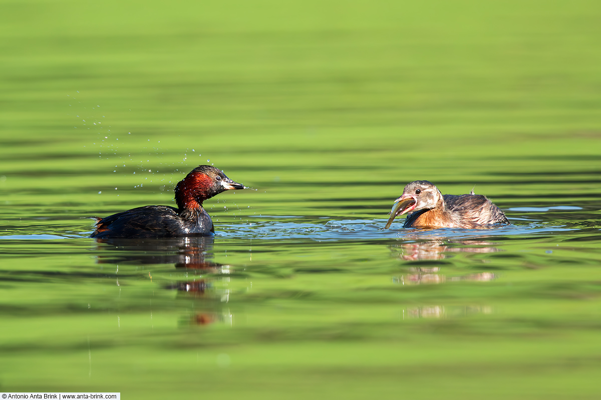 Little grebe, Tachybaptus ruficollis, Zwergtaucher